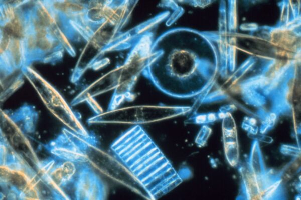 close up of diatoms